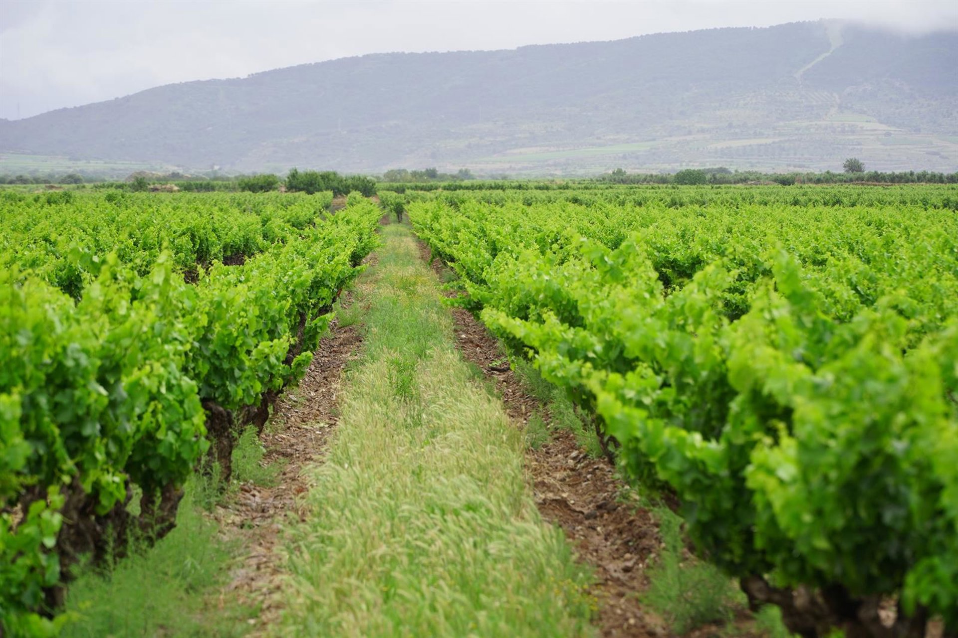 ARAG-Asaja dice que con cerca del 70% de cosecha en bodega, los viticultores «siguen sin precios ni contratos»