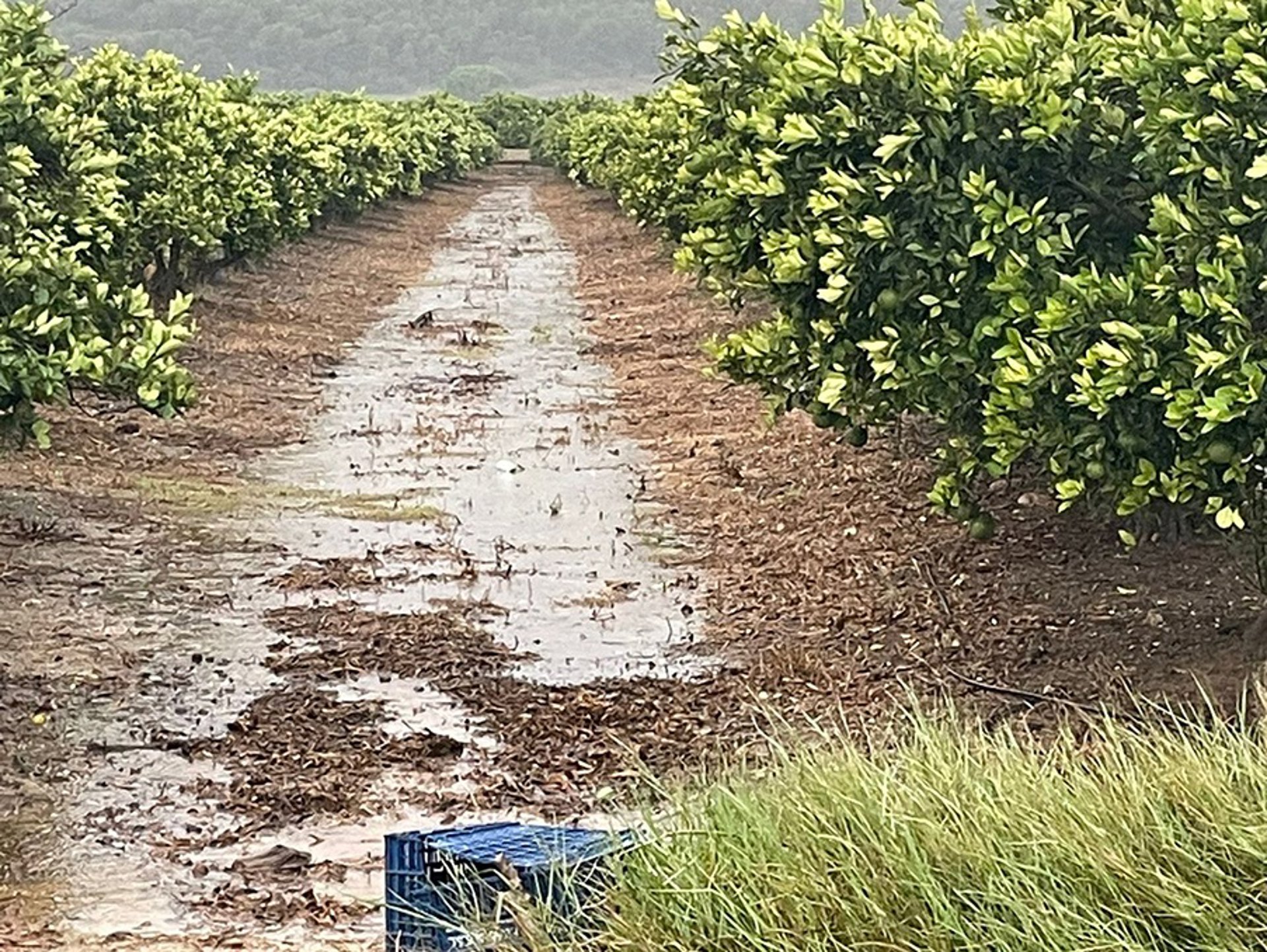 AVA-Asaja muestra su «preocupación» por las consecuencias de las fuertes lluvias en el cultivo