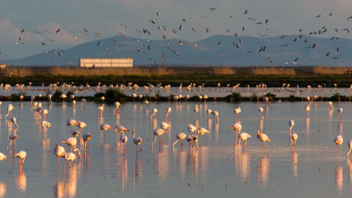 El Parque Nacional de Doñana: el santuario de biodiversidad español que evoca el antiguo esplendor natural de Europa