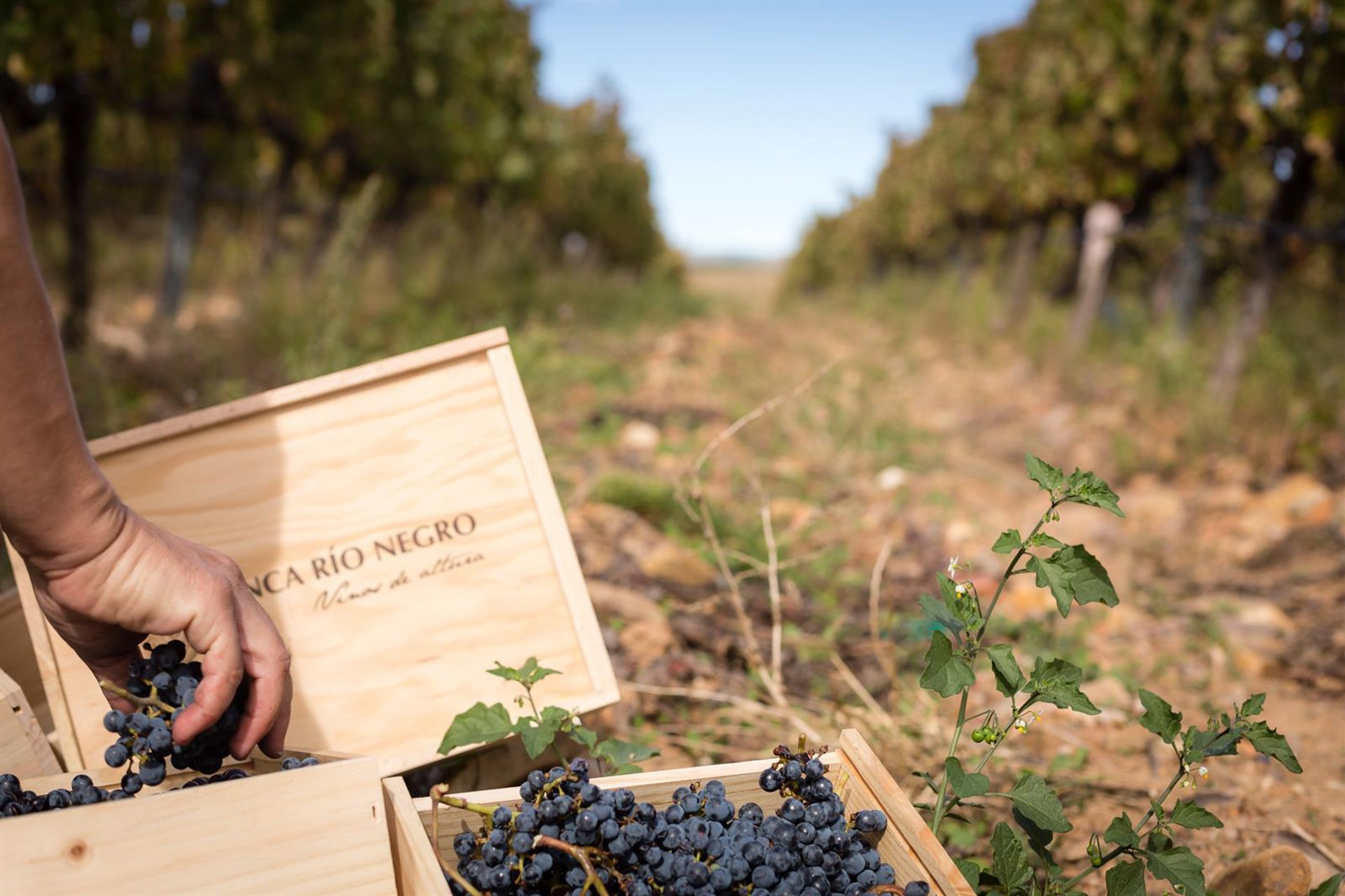 Finca Río Negro finaliza su vendimia con una calidad de la uva «excepcional»