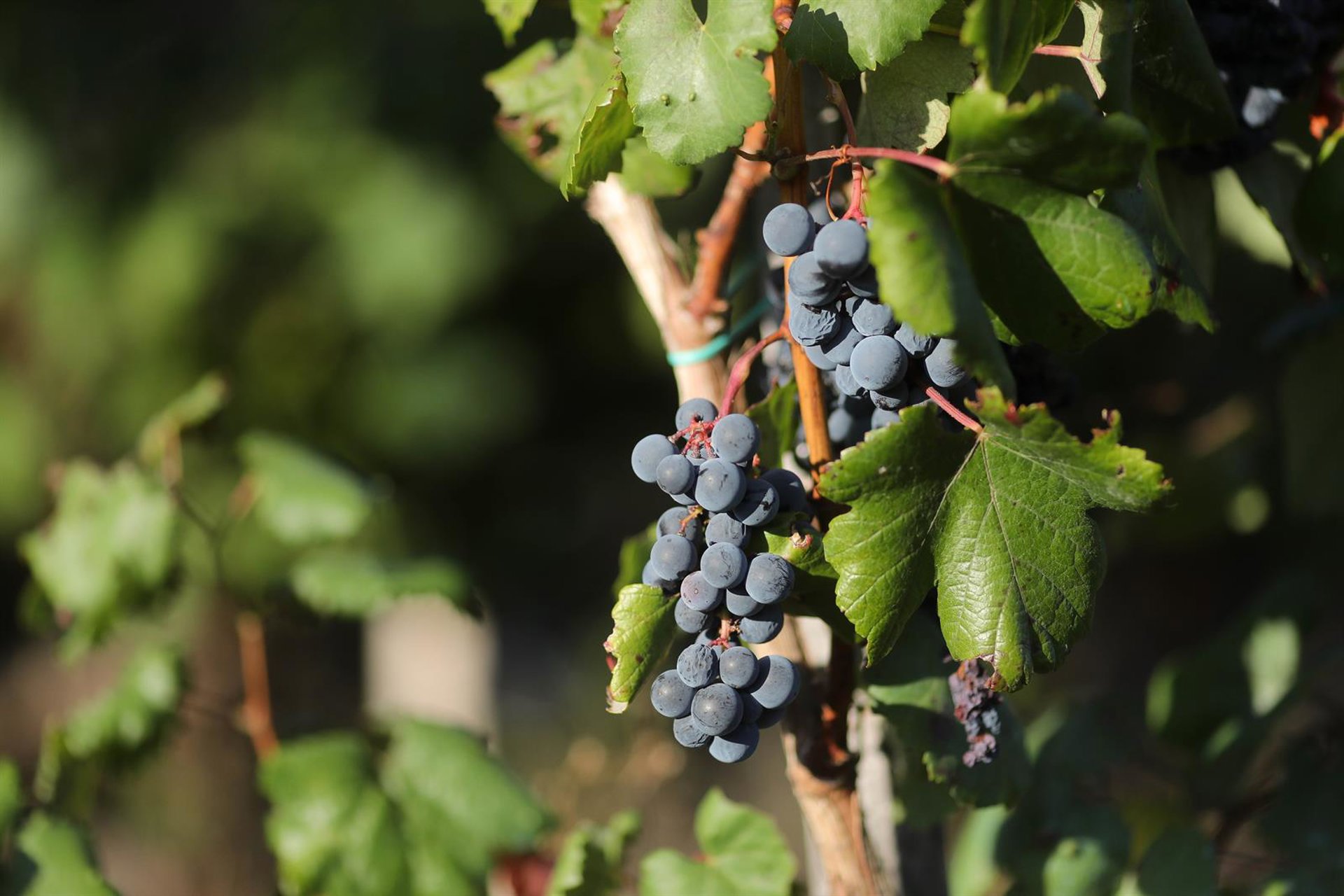 El Gobierno aprueba las mejoras de la PAC acordadas con las comunidades autónomas y la Comisión Europea