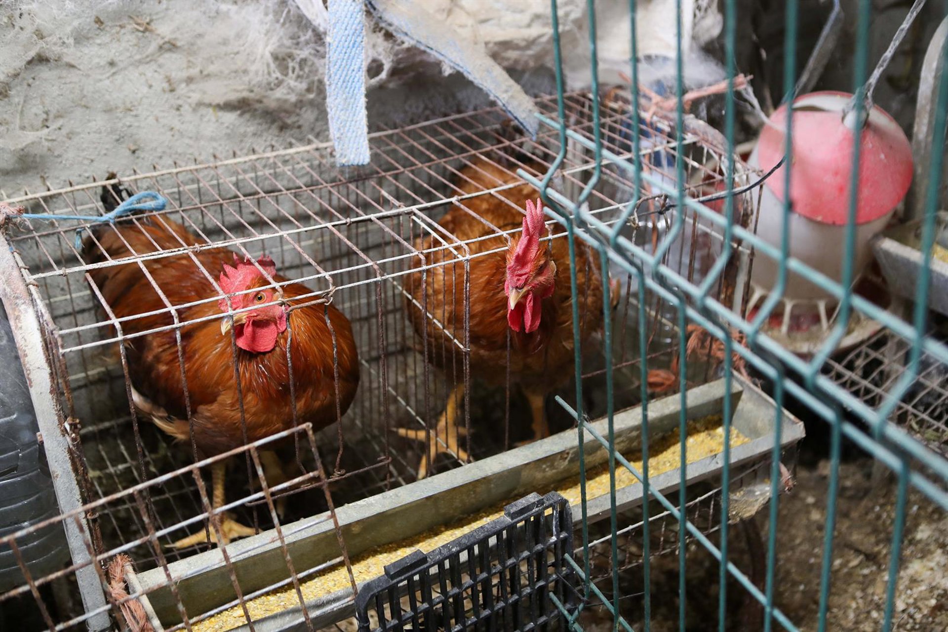 El Gobierno lanza un mensaje de «tranquilidad» y trabaja con el sector por los casos de gripe aviar