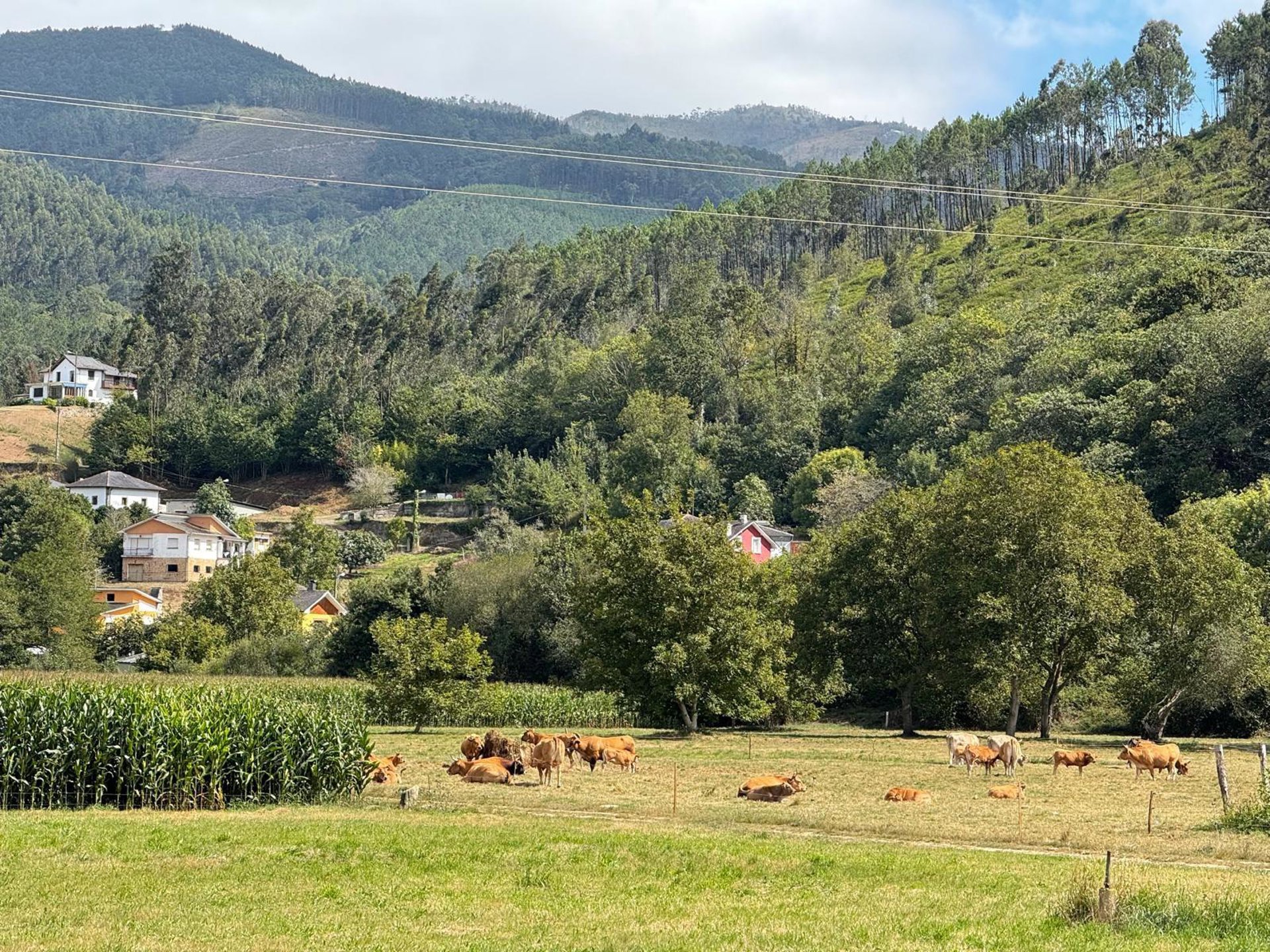 Cantabria permitirá a partir del 5 el movimiento de ganado, pero mantiene la suspensión de ferias hasta el 31