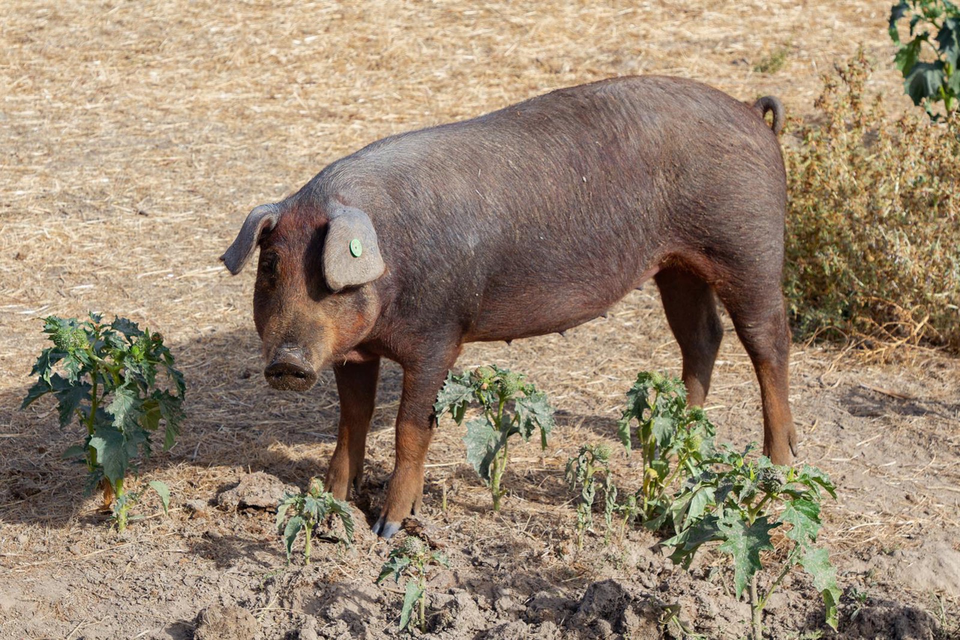Expertos veterinarios de la UE viajan mañana a Cataluña para dar apoyo frente a la peste porcina africana
