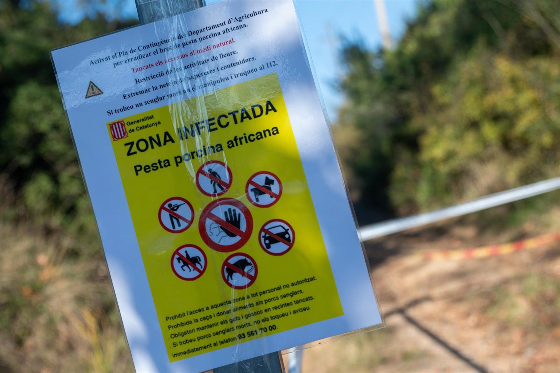 Hallan 50 jabalís muertos en la zona de Collserola (Barcelona) afectada por la peste porcina