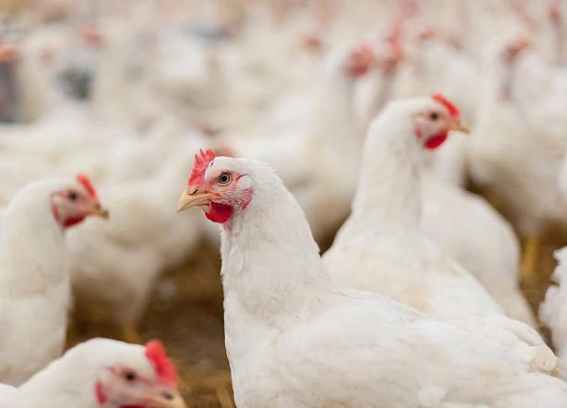 Economía-CyL levanta restricciones en zonas afectadas por gripe aviar y mantiene la prohibición de concentración de aves