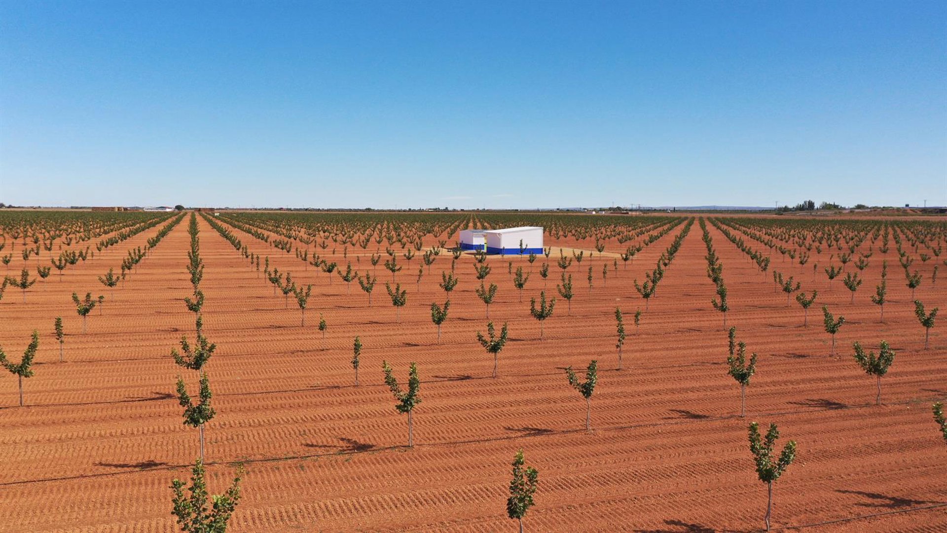 Faenza Capital invierte 4,2 millones en su cuarta plantación de pistachos en Castilla-La Mancha