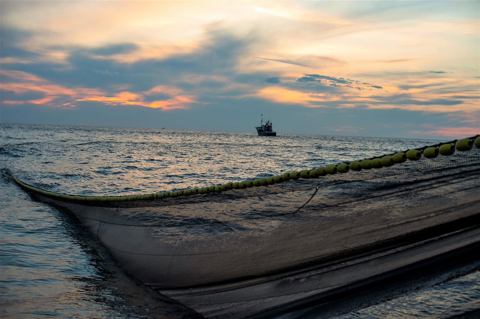 Euskadi «estudiará medidas para amortiguar las pérdidas» tras la bajada de la cuota del verdel en un 70%