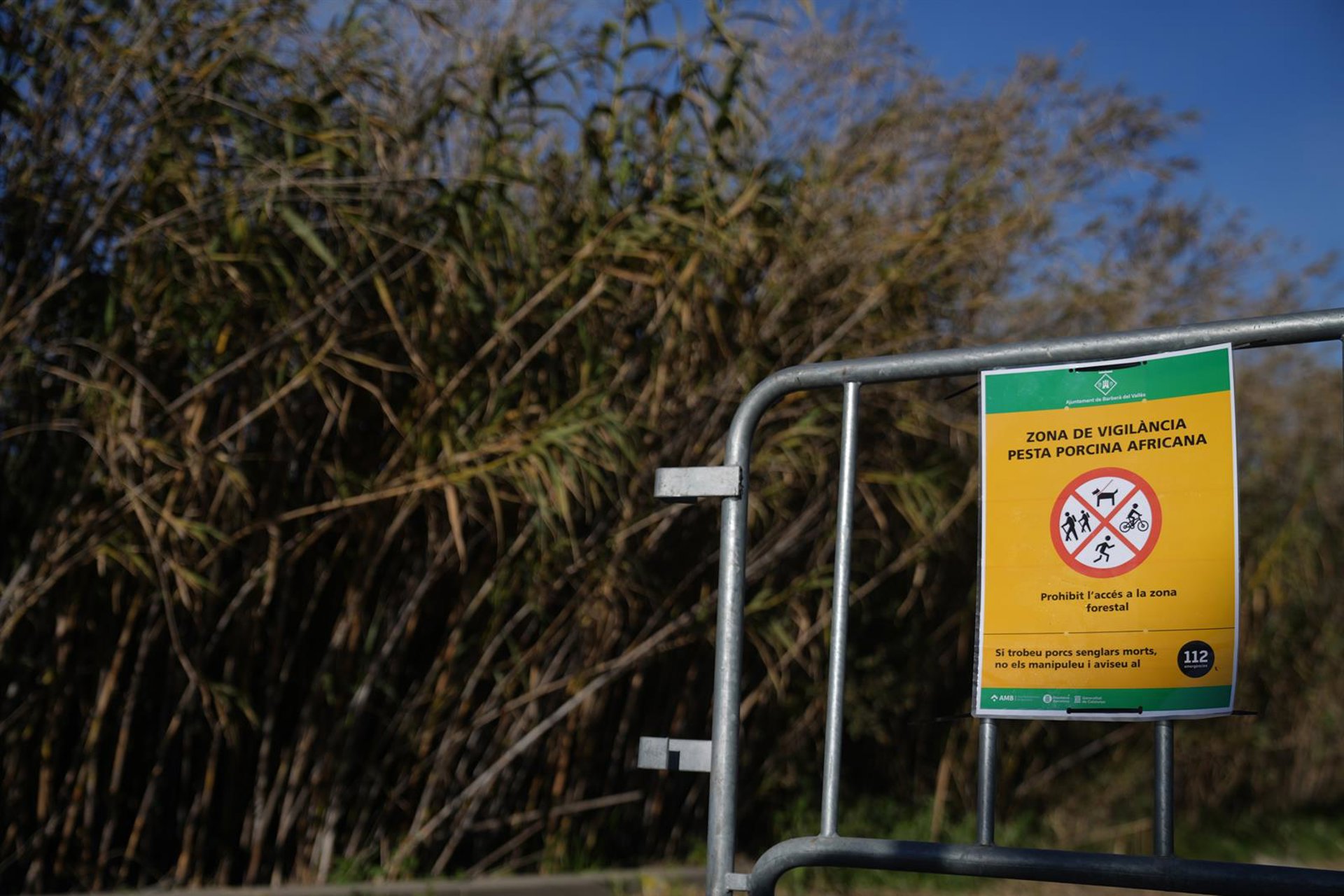 El positivo de PPA en Sant Cugat (Barcelona) no obliga a modificar el radio del primer foco