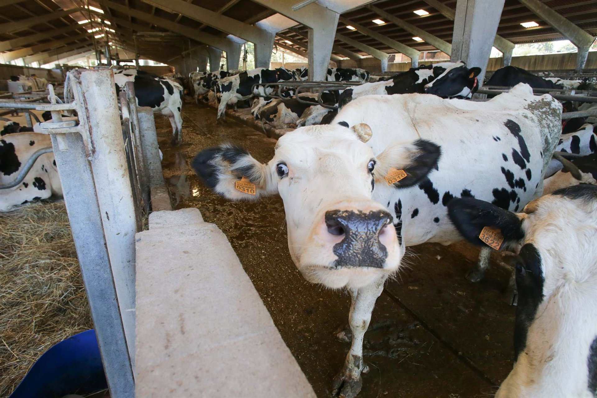 La Xunta destina ayudas al control del rendimiento lechero para mejorar la calidad