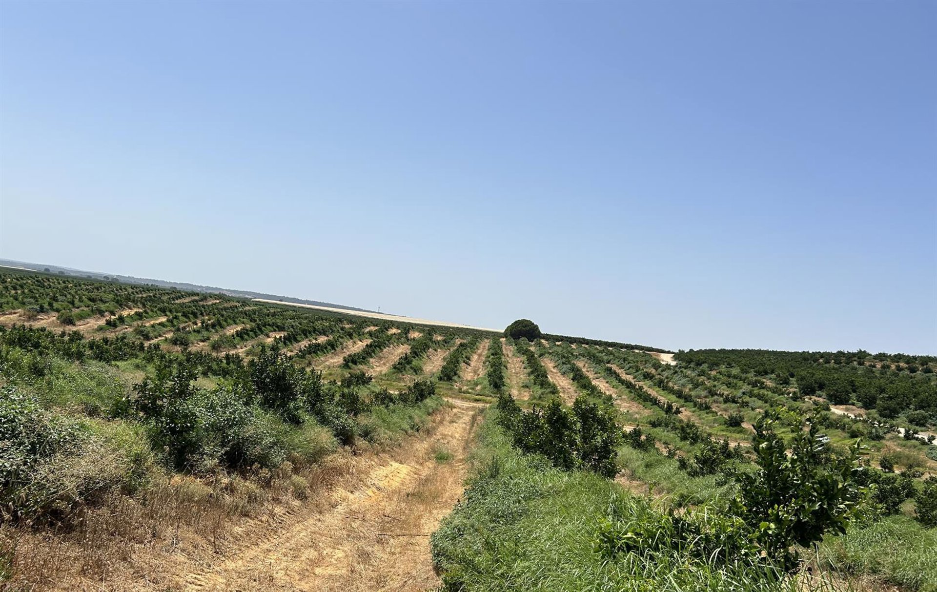 Landa (Bankinter y Nuveen) compra de una finca de cítricos de 250 hectáreas ubicada en Huelva