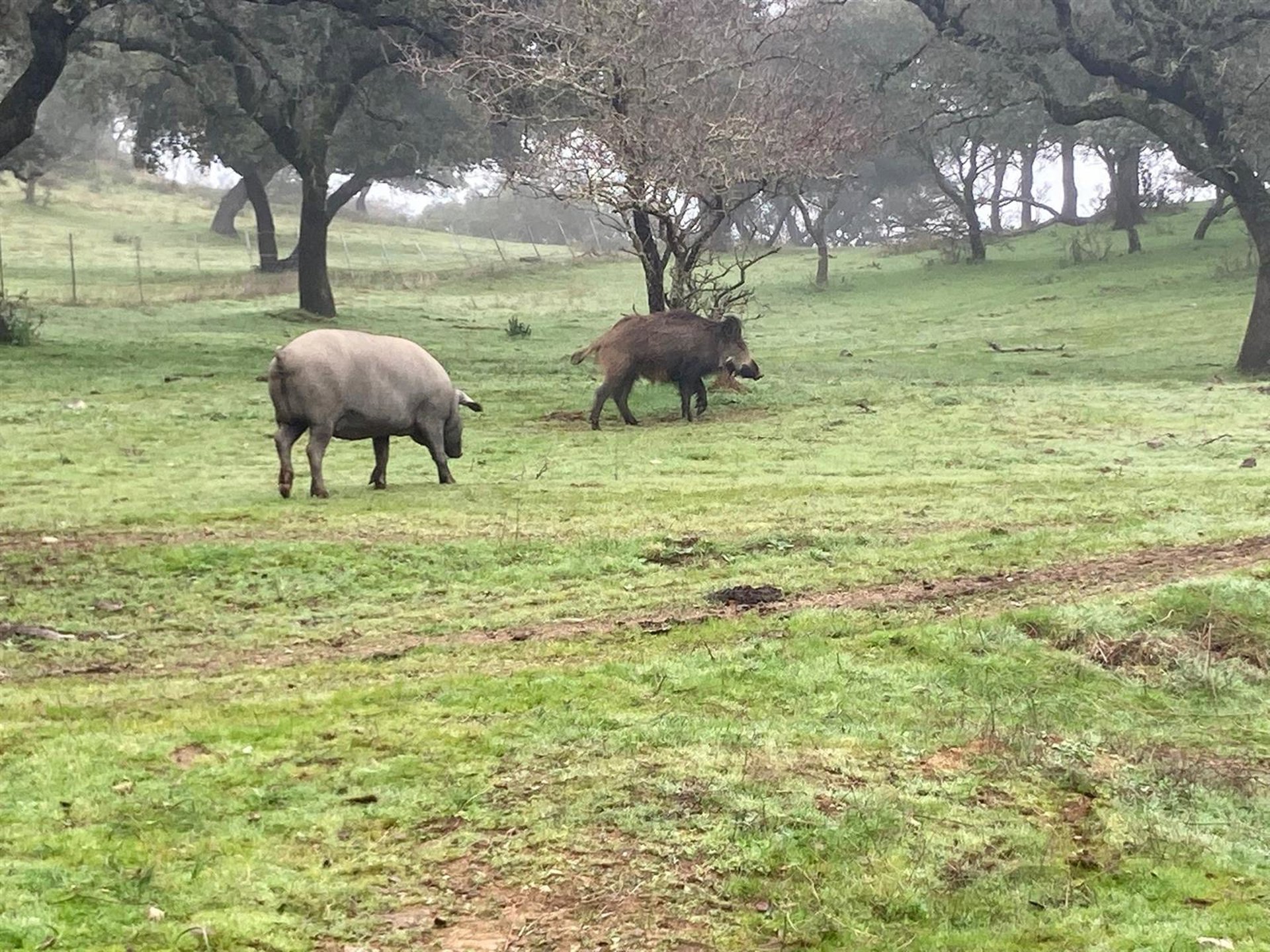 Planas asegura que España está «a la altura» en la respuesta a los casos de enfermedades animales