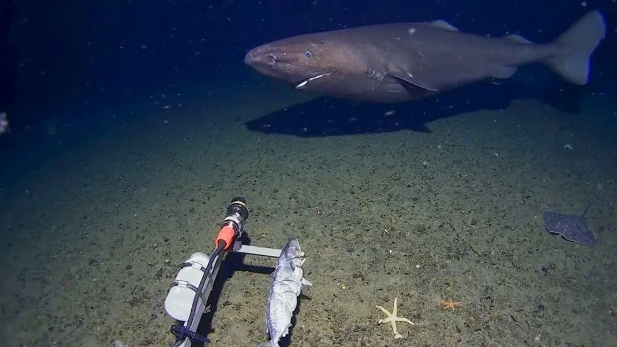 Un tiburón en la Antártida confirma que el Océano Austral guarda más secretos de los que imaginamos