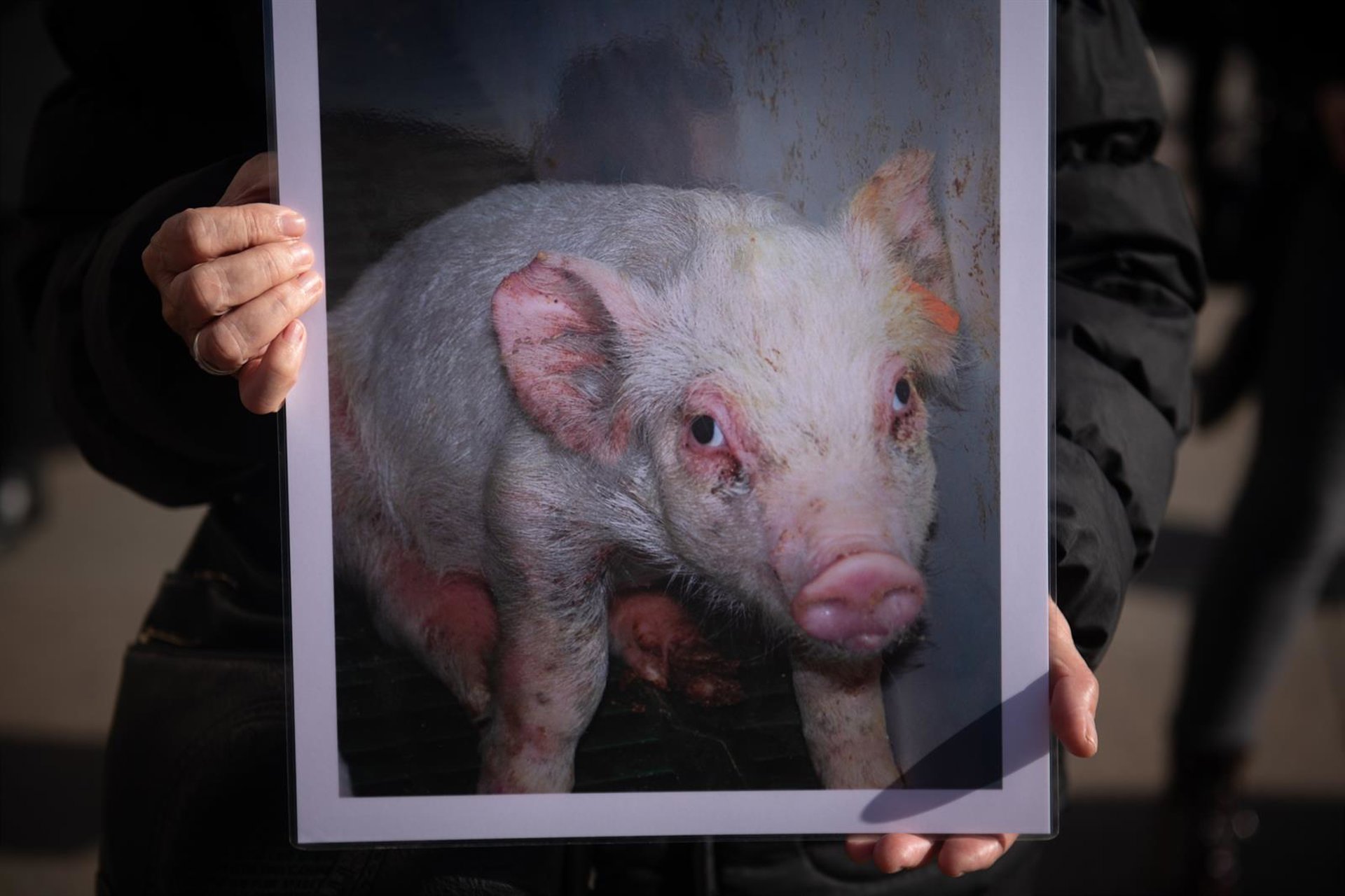 El Gobierno impulsa la coordinación entre administraciones par mejorar la gestión en bienestar animal