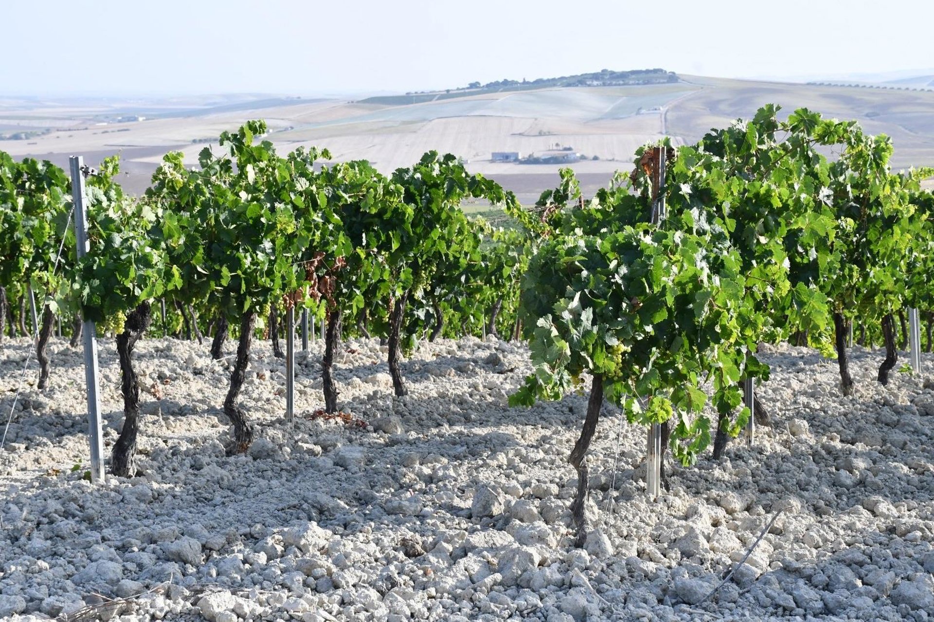 La agroalimentación española exporta 75.000 millones, pero envejece, según CEU: 38% del empleo supera 50 años