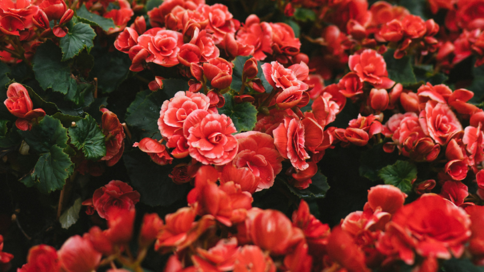 Flores de Zinnia para hombres que lo han conseguido