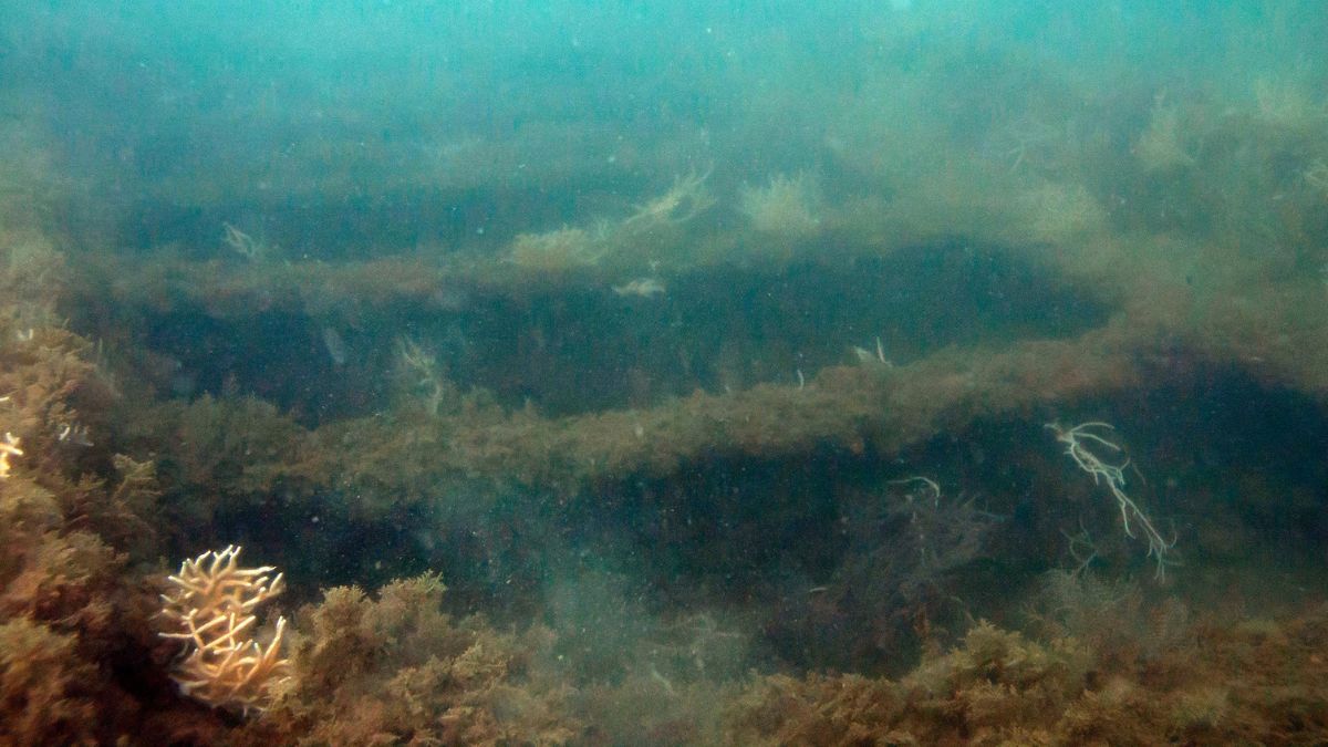 El galeón hundido por el pirata Drake en Cádiz revela intacto un mercante del XVI