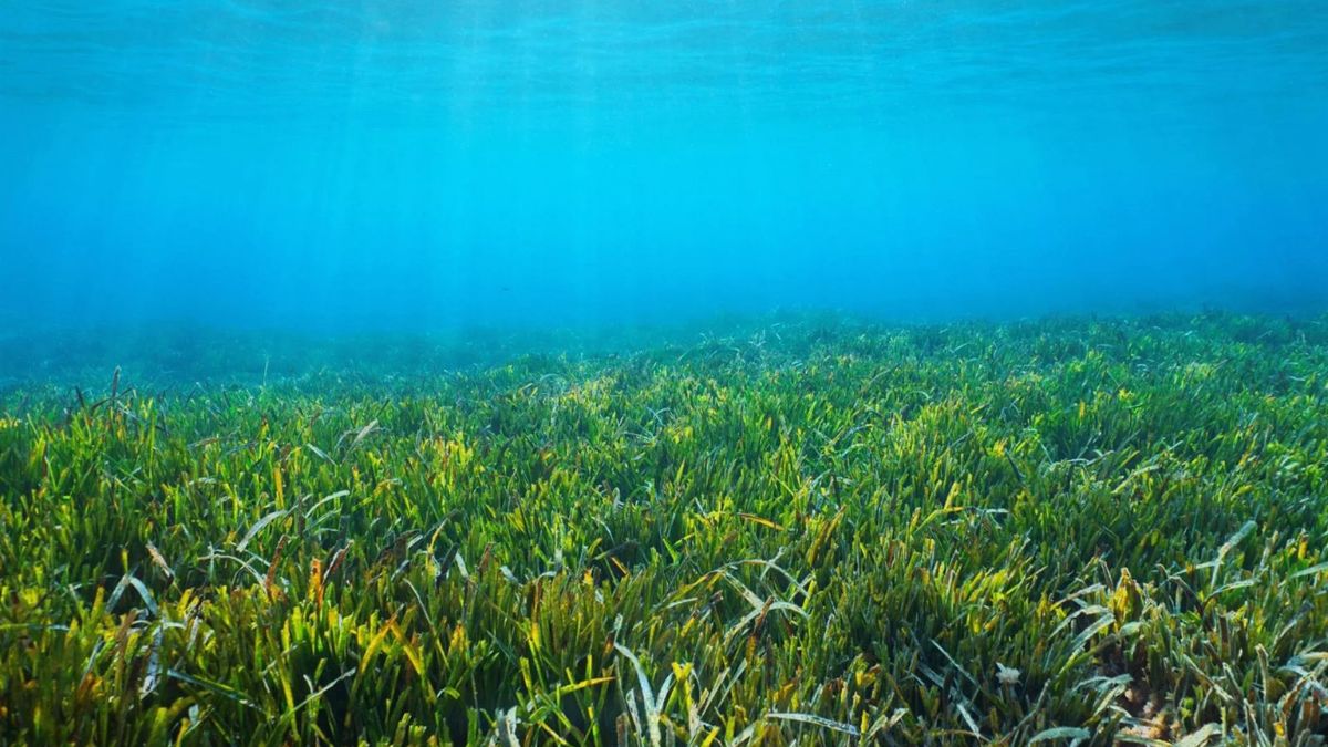 Les Illes Balears tenen la major capacitat d’emmagatzematge de CO2 al Mediterrani occidental, gràcies a la posidònia