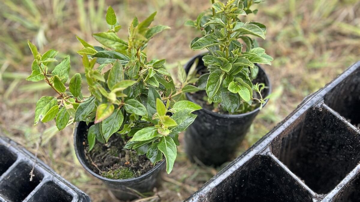 Bodega Numanthia impulsa un modelo de viticultura sostenible de la mano de Grefa