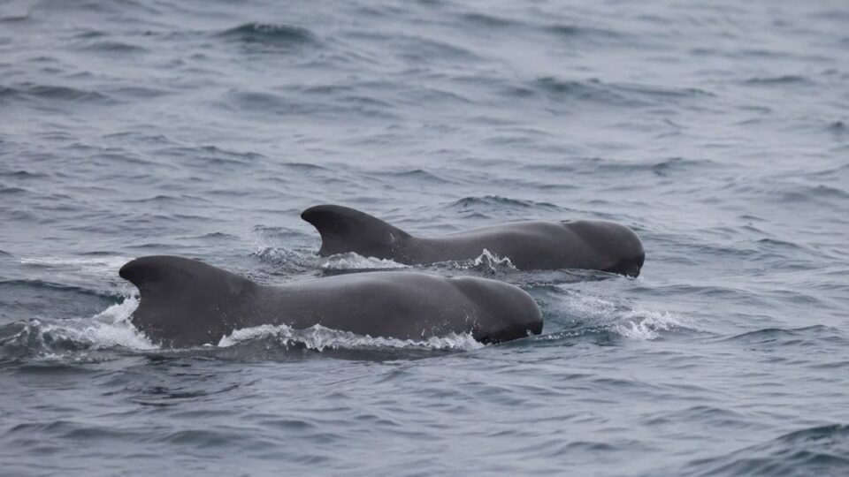 Avistamiento de ballenas en la costa catalana: un fenómeno en auge