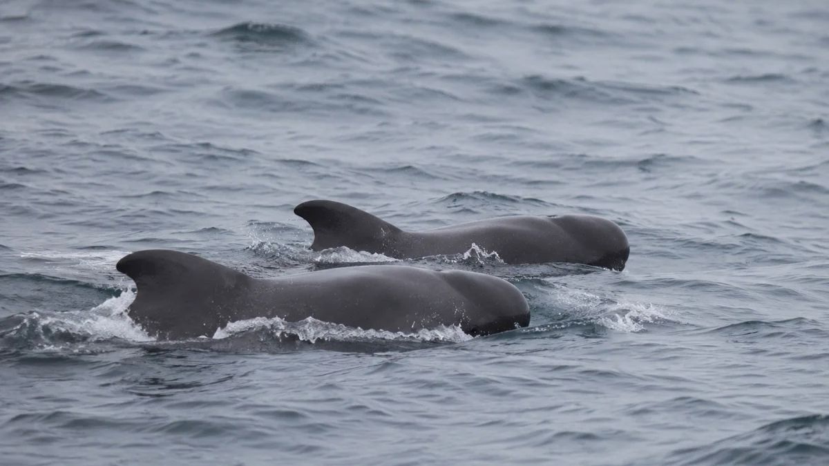 Avistamiento de ballenas en la costa catalana: un fenómeno en auge