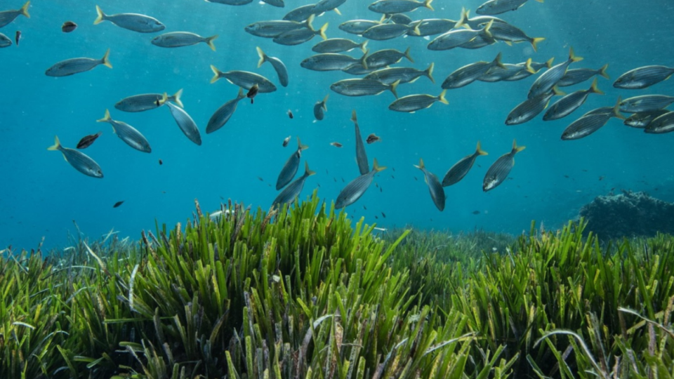 Mediterranean gardeners work underwater: this is how Formentera is trying to save its Posidonia