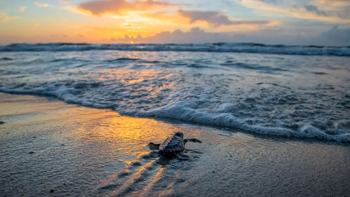 De Tenerife a Los Ángeles: así celebra el mundo el Día Mundial de los Océanos