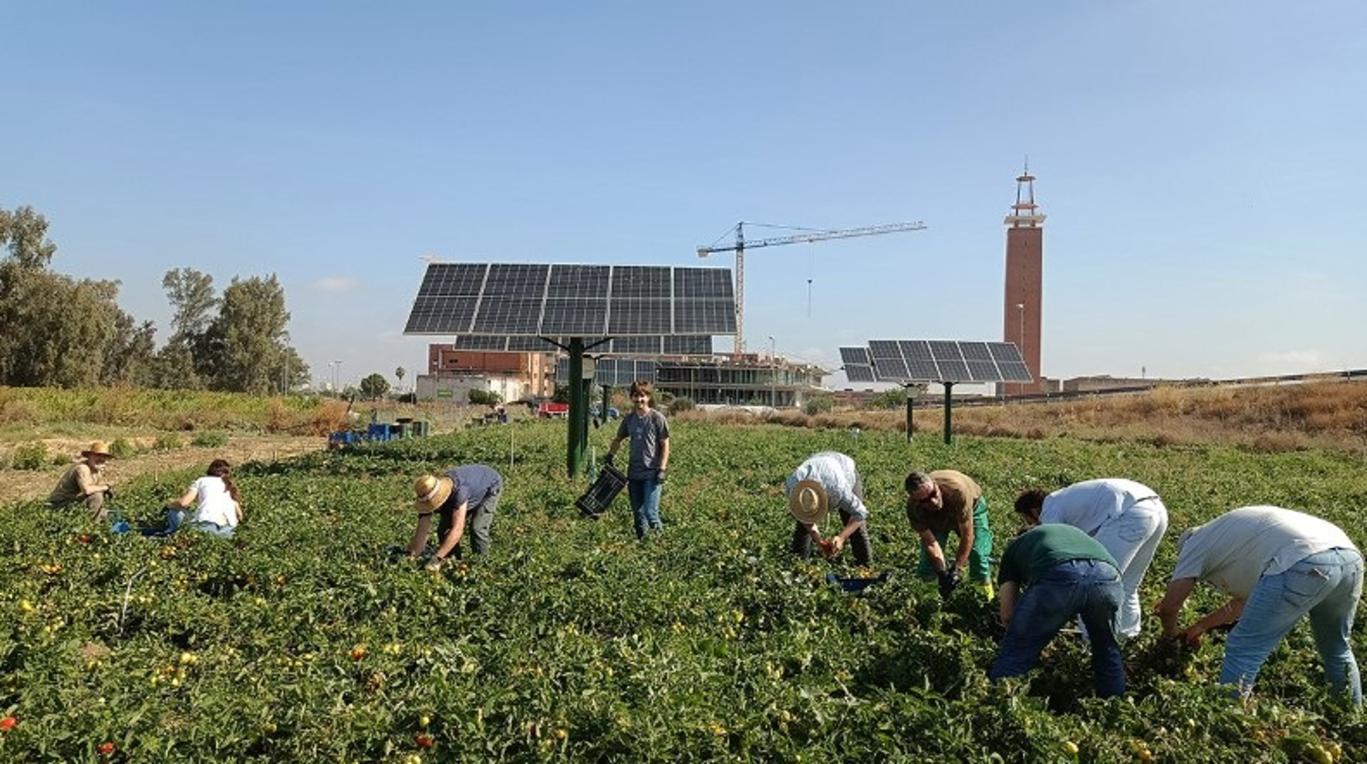 Agricultura convoca las ayudas del programa Cultiva 2026 con un presupuesto ampliable de 1,2 millones