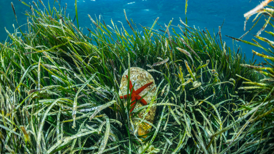 MedFoto 2026 ya tiene ganadores: las mejores fotografías que retratan el Mediterráneo contemporáneo