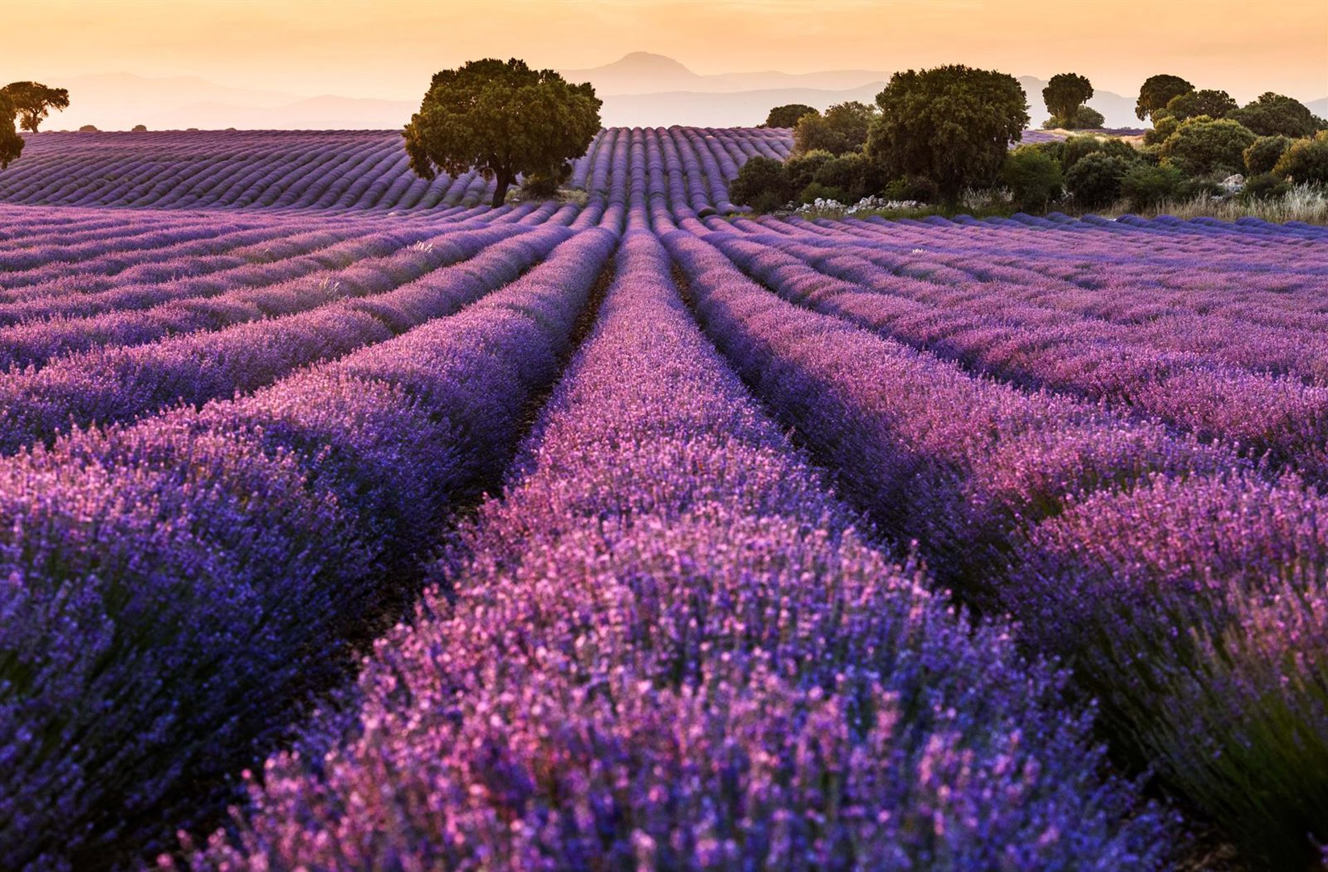 Agricultura reconoce a la Organización Interprofesional de las Plantas Aromáticas y Medicinales
