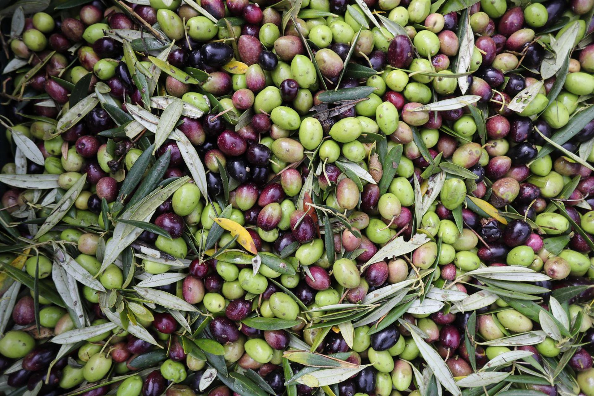 La producción de aceite de oliva se sitúa en los 1,29 millones, por debajo de las estimaciones iniciales
