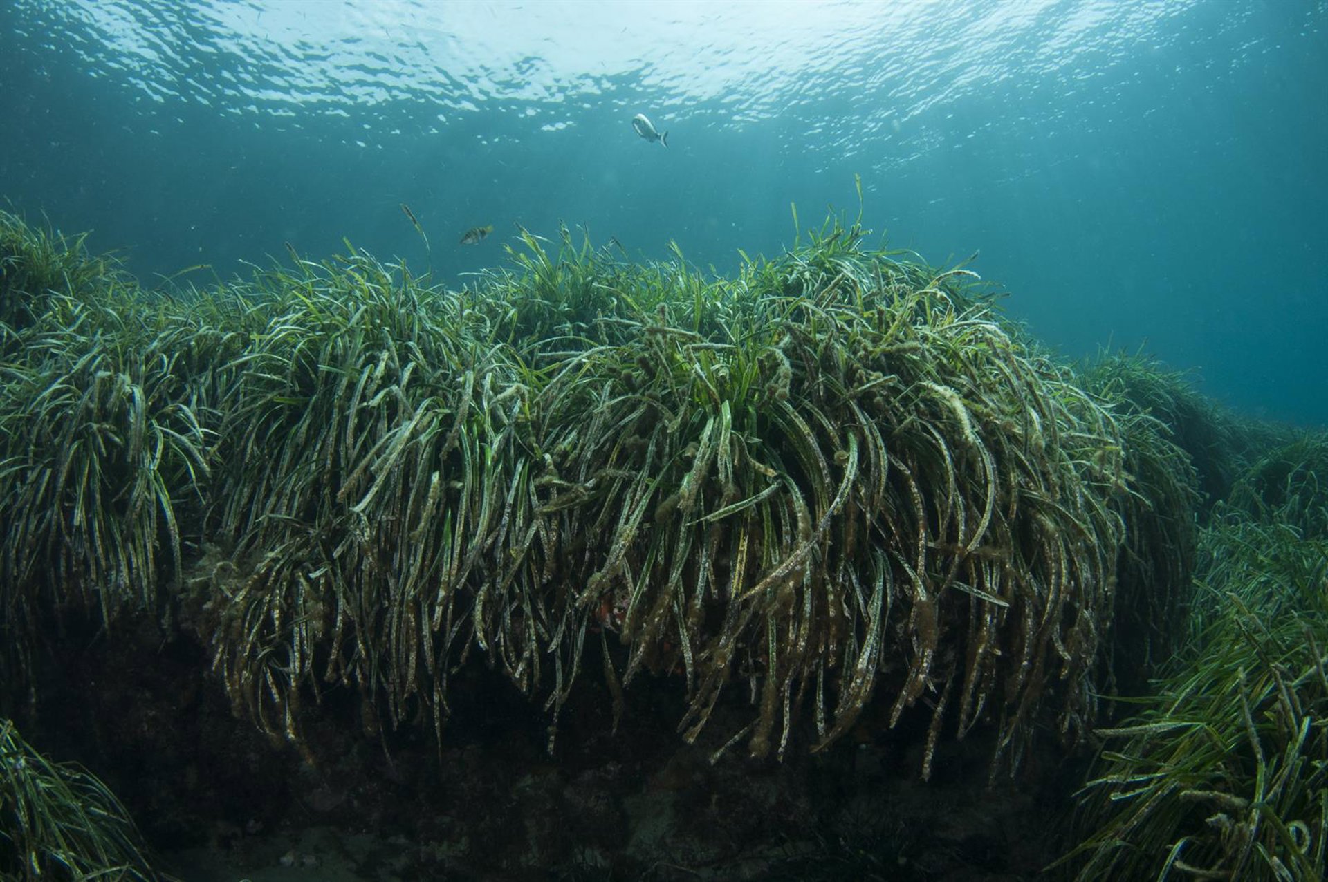 El calentamiento del mar en 2025 afectó a praderas profundas de posidonia en la bahía de Talamanca