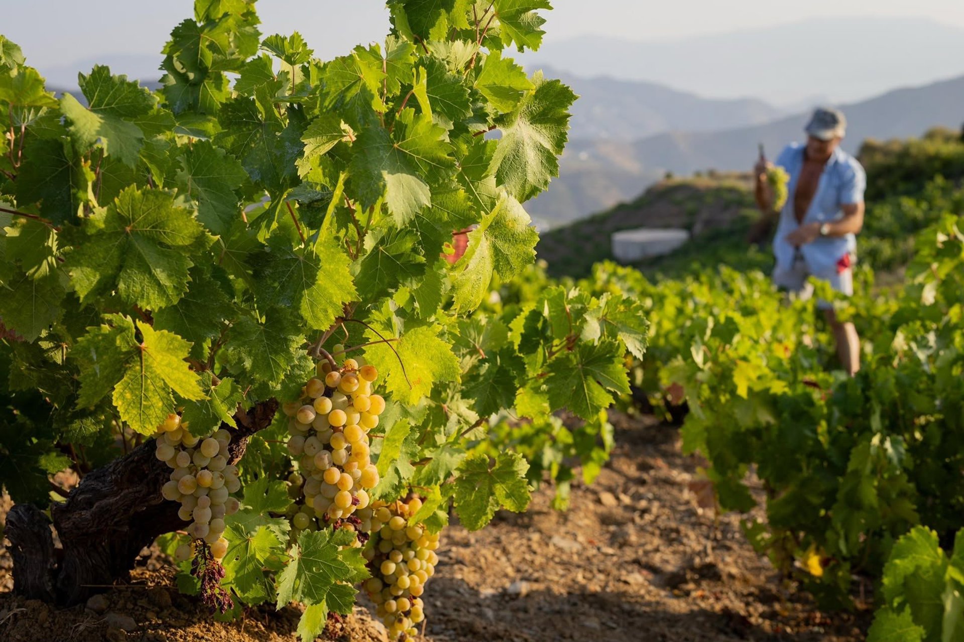 La DOP Málaga apunta a una vendimia con una «excelente cosecha» y prevé unos 2,6 millones de kilos de uva
