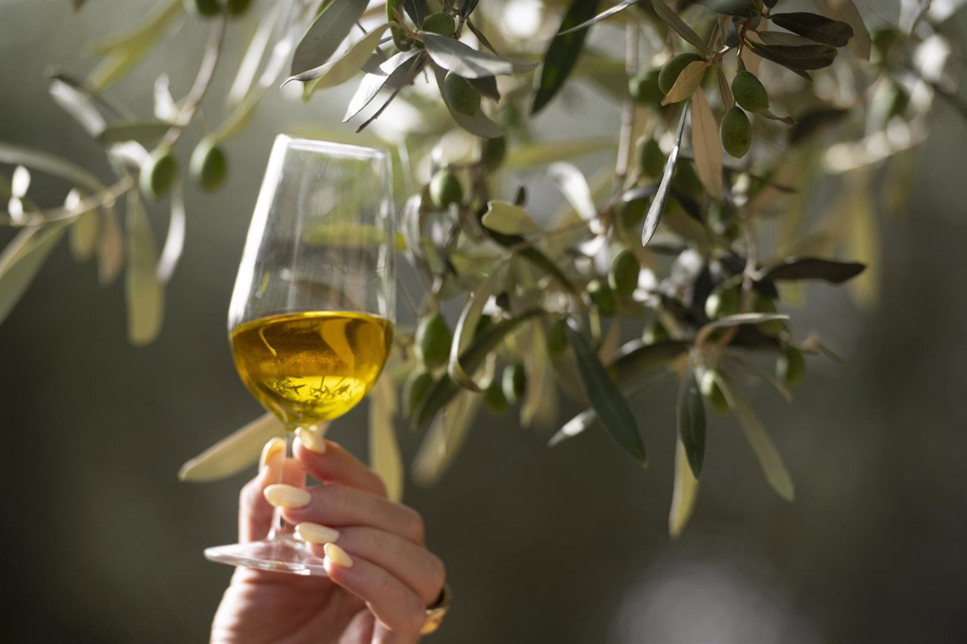 La UE registra la nueva Denominación de Origen Protegida de aceite de las Sierras Espadán y Calderona