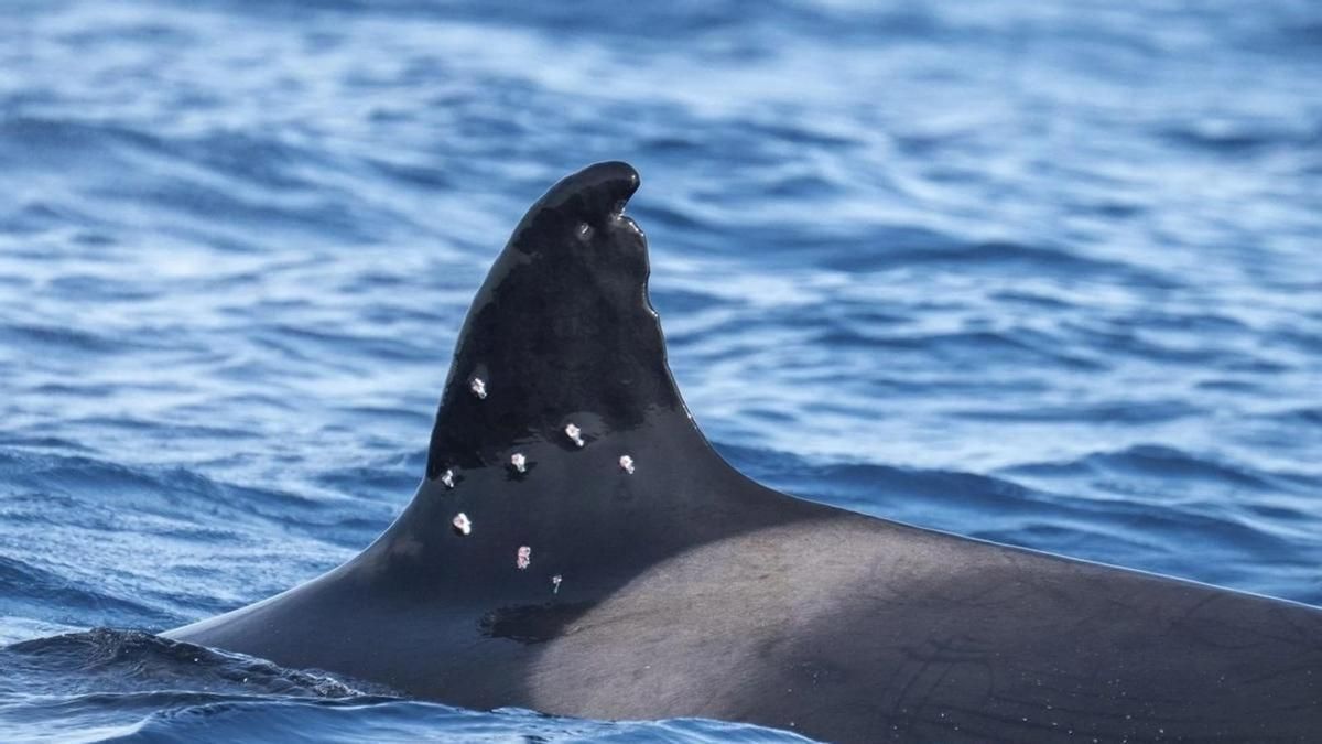 ¿Qué le ha pasado a Toñi? La orca más longeva del Estrecho de Gibraltar aparece con diez impactos de perdigones en su aleta dorsal