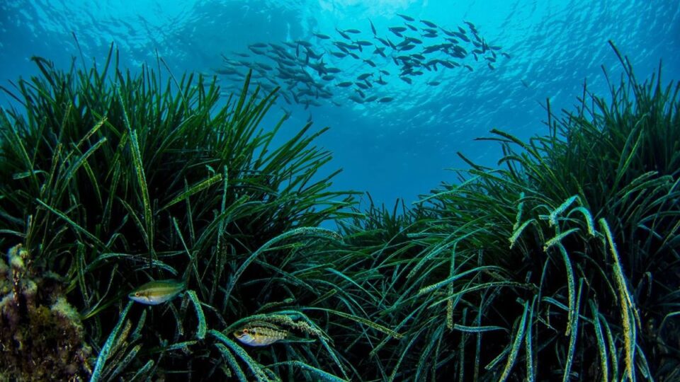 Ibiza & Formentera Preservation alertan de un nuevo aumento del calentamiento del mar en profundidad