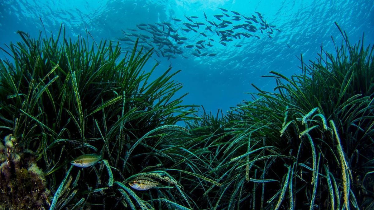 Una multa por cada 270 barcos: así se enfrenta Ibiza y Formentera al fondeo ilegal sobre posidonia