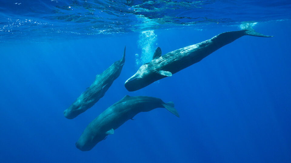 Detectados 48 cachalotes en el norte de Menorca que confirman la efectividad de la protección
