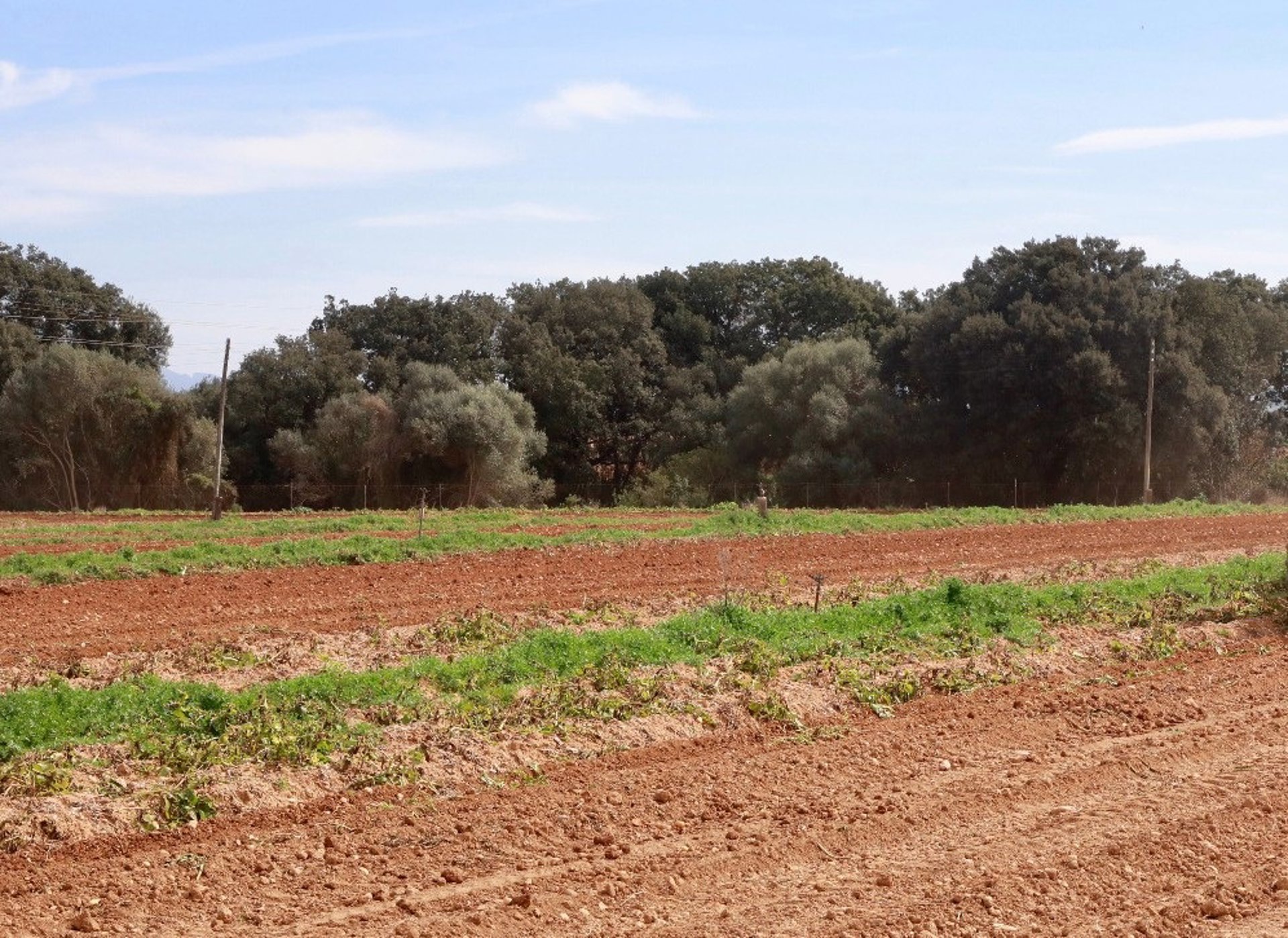 El Govern abre el plazo para que los productores de patata se incorporen al plan de rotación contra la ‘Globodera’