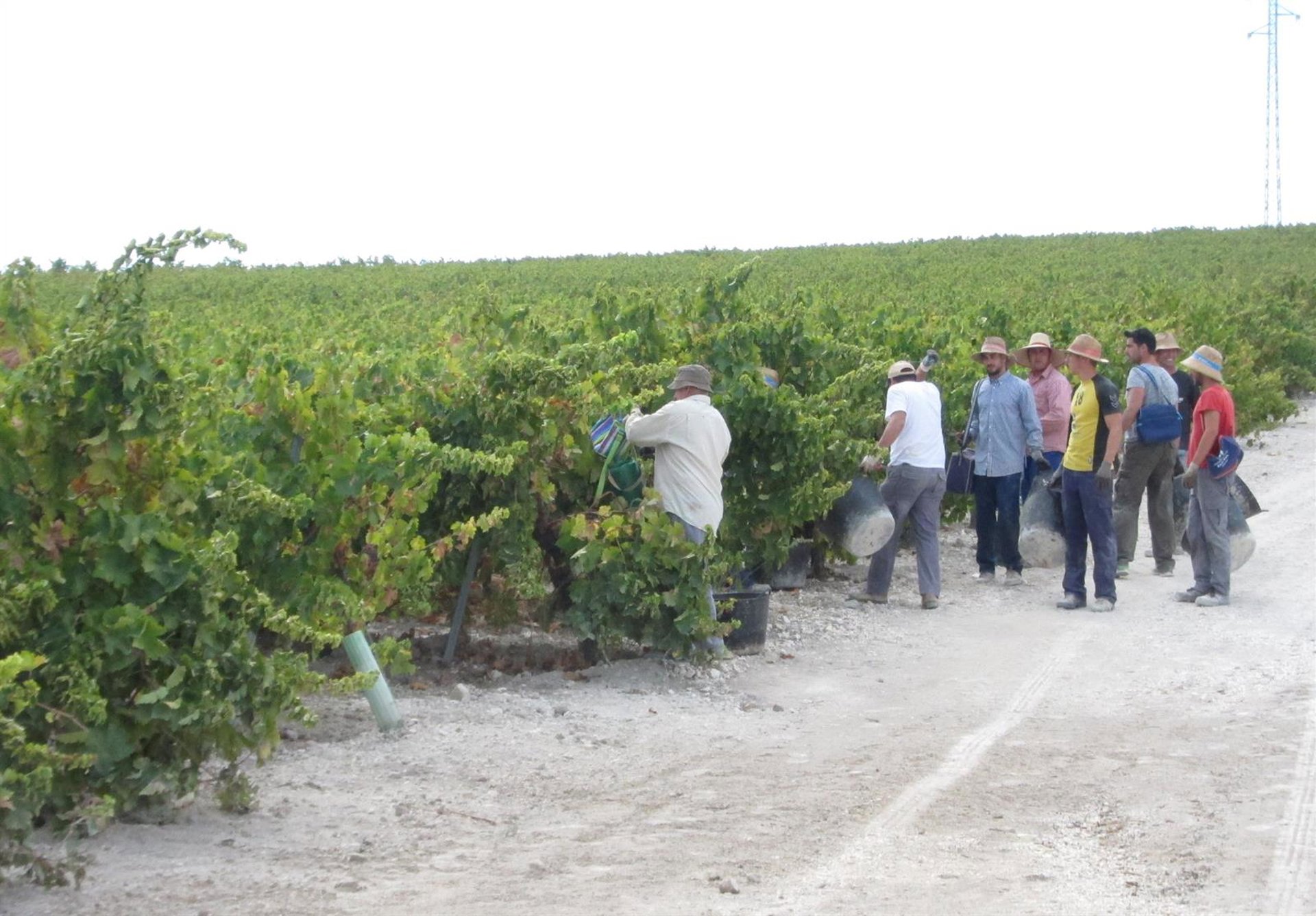VitiVinum señala la «enorme dificultad» para encontrar jornaleros para la vendimia en Montilla-Moriles