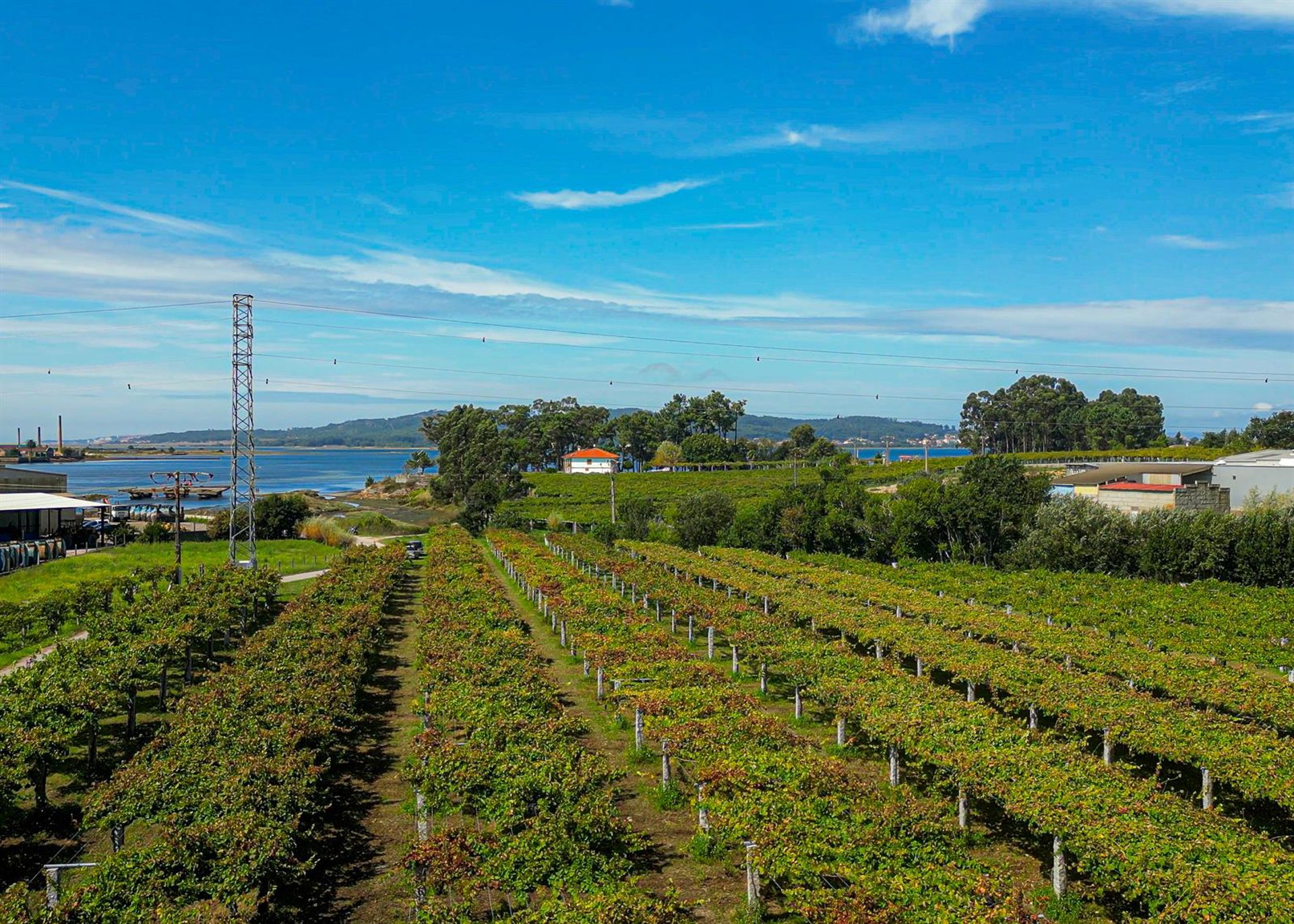 El Sindicato Labrego Galego alerta a los alcaldes de las Rías Baixas de la «crisis» del sector vitícola