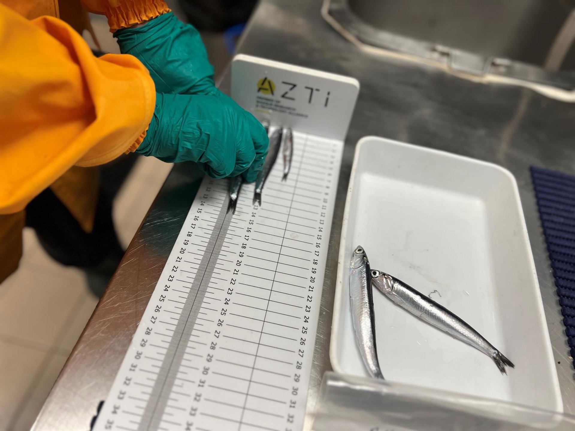 La campaña Juvena 2026 arranca este sábado para estudiar las juveniles de anchoa en el golfo de Vizcaya