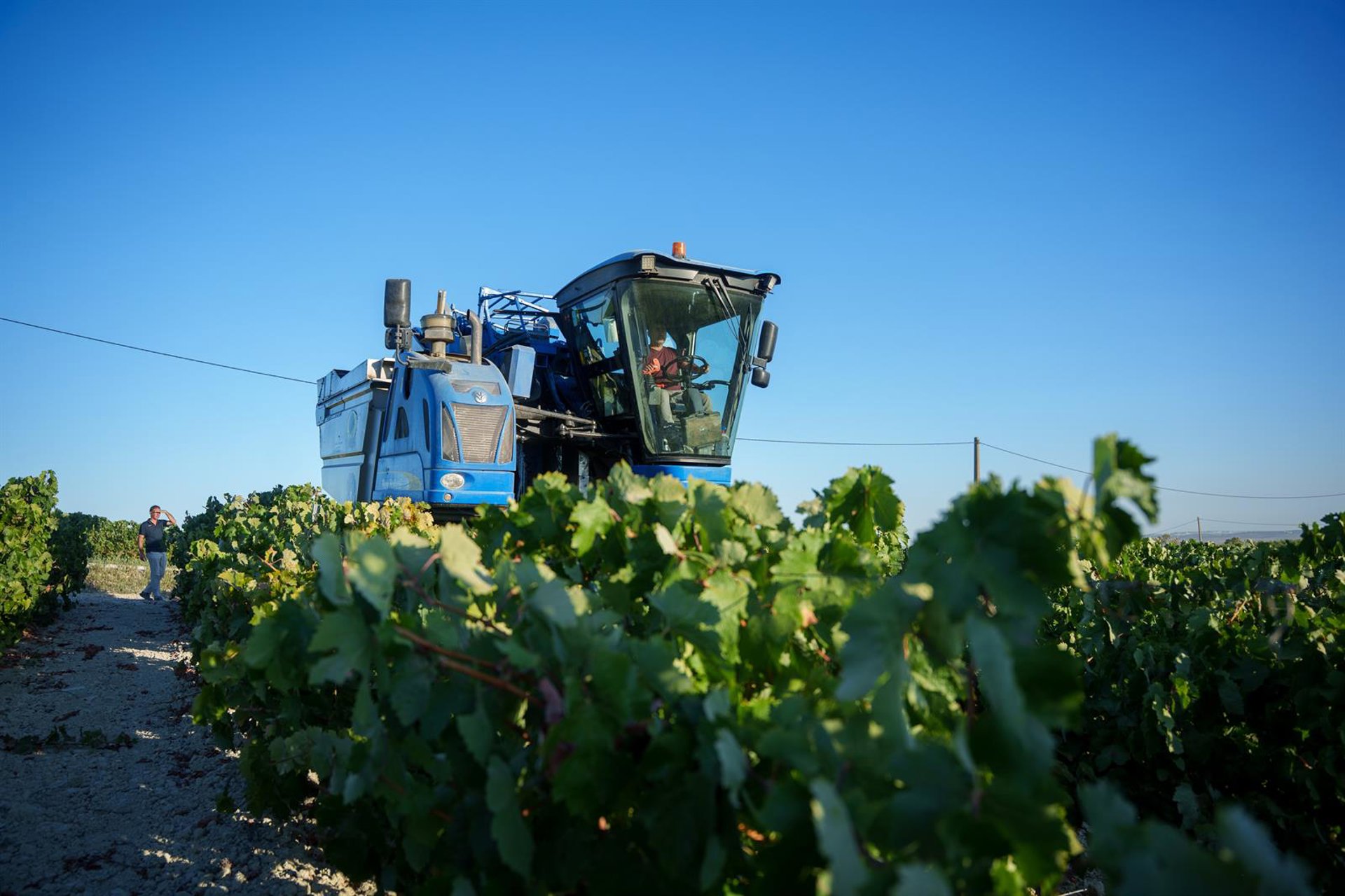 COAG alerta de la falta de profesionales en el sector de la viña y pide un «relevo generacional» en el campo