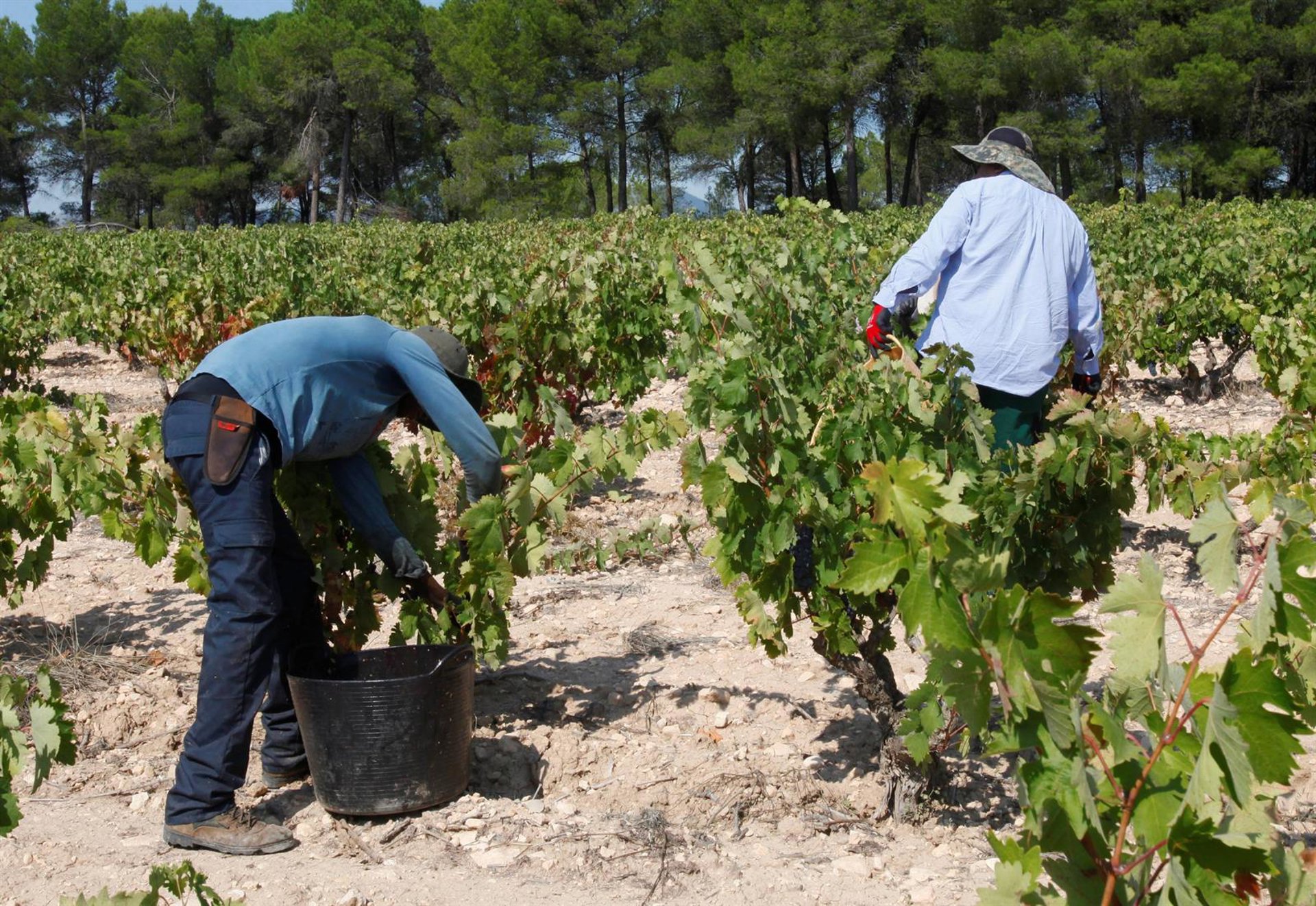 La vendimia más temprana de la historia de DO Valencia avanza con una «excelente» calidad de la uva