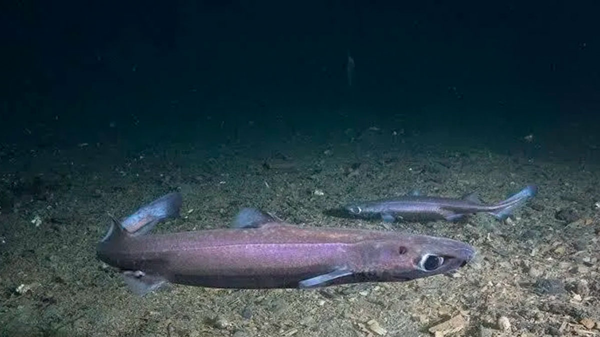 Lo que 319 tiburones linterna revelan sobre un océano cambiante