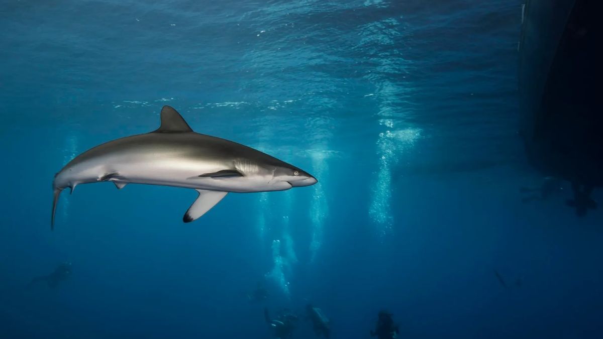 Los tiburones no entienden de fronteras: así se mueven por las áreas marinas protegidas