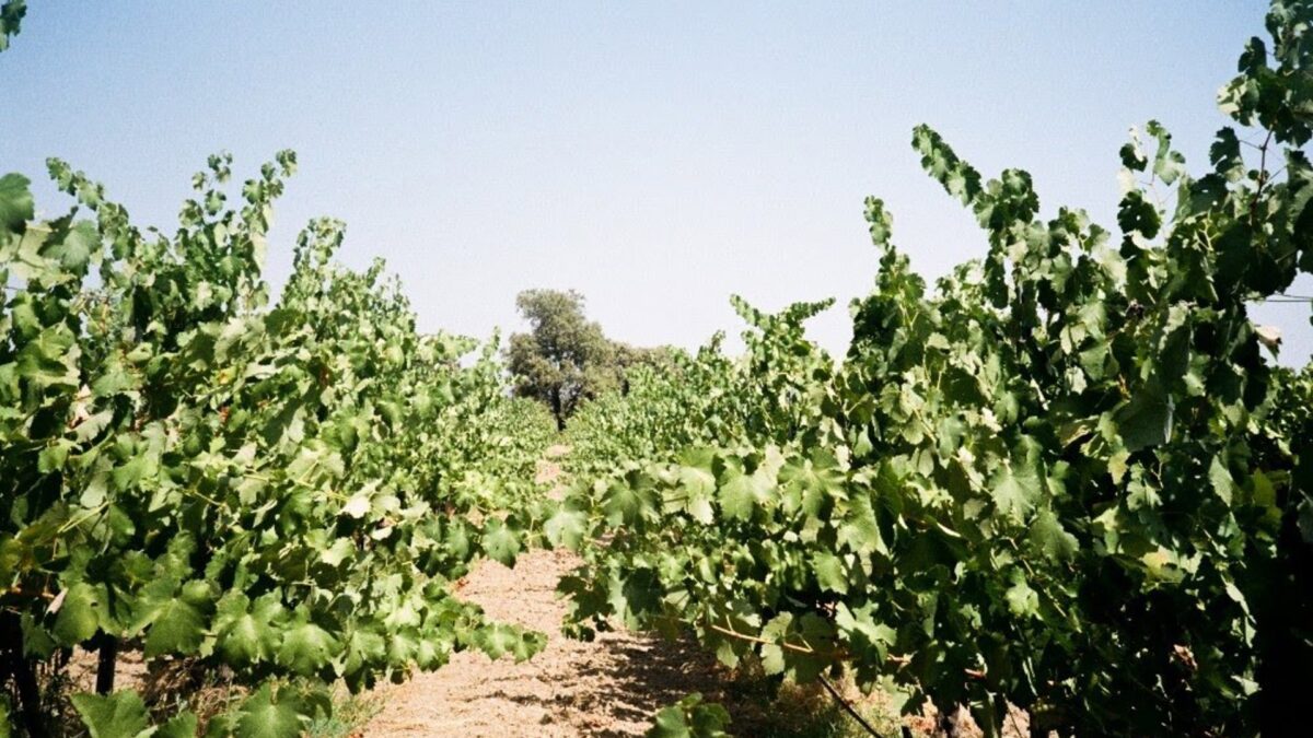 Cuatro bodegas y denominaciones de origen lanzan actividades especiales de enoturismo por la temporada de vendimia