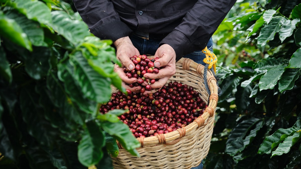 Día Internacional del Café en Puerto Rico
