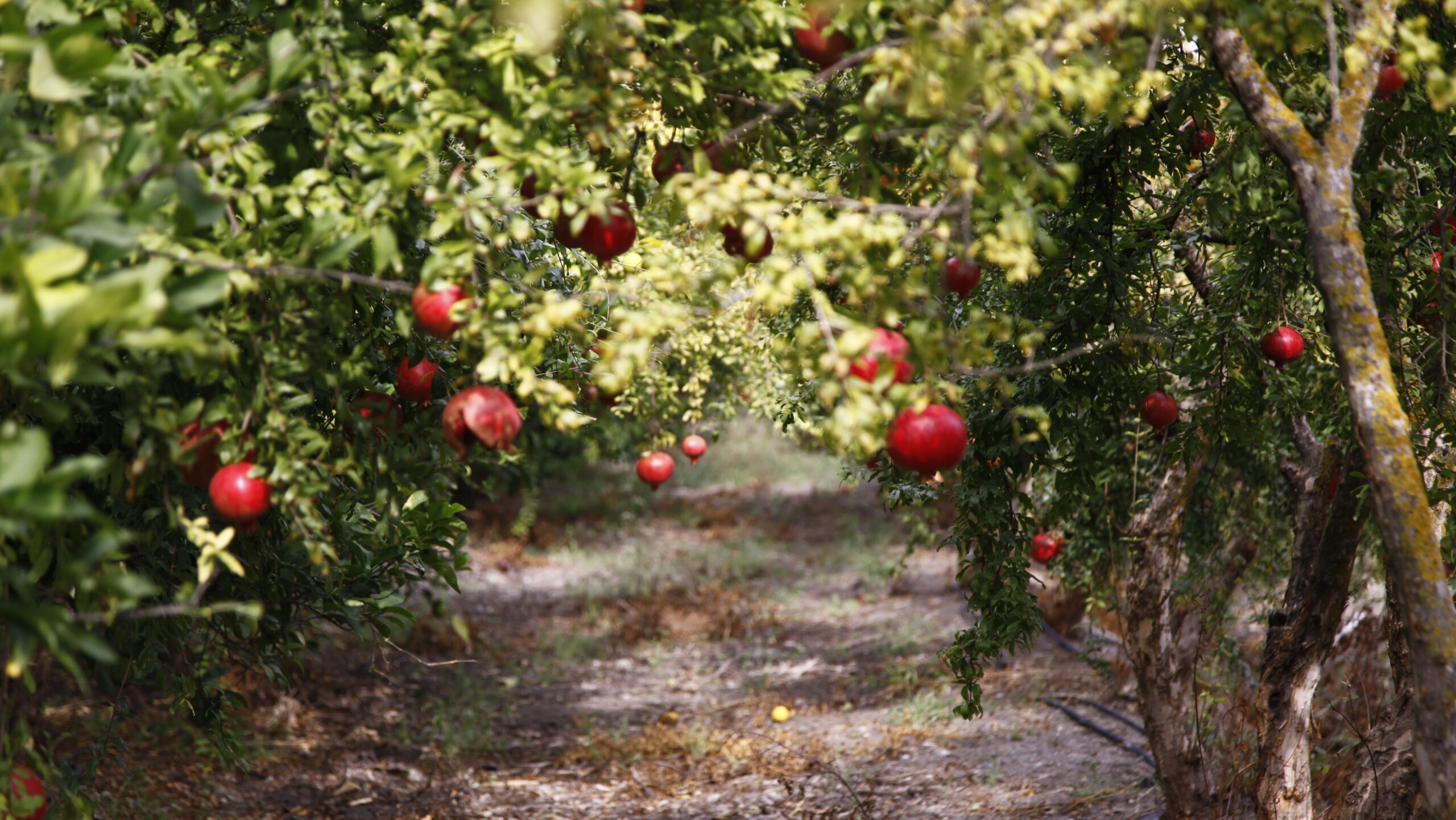 Un millar de árboles frutales para los campos abandonados de Ibiza y Formentera